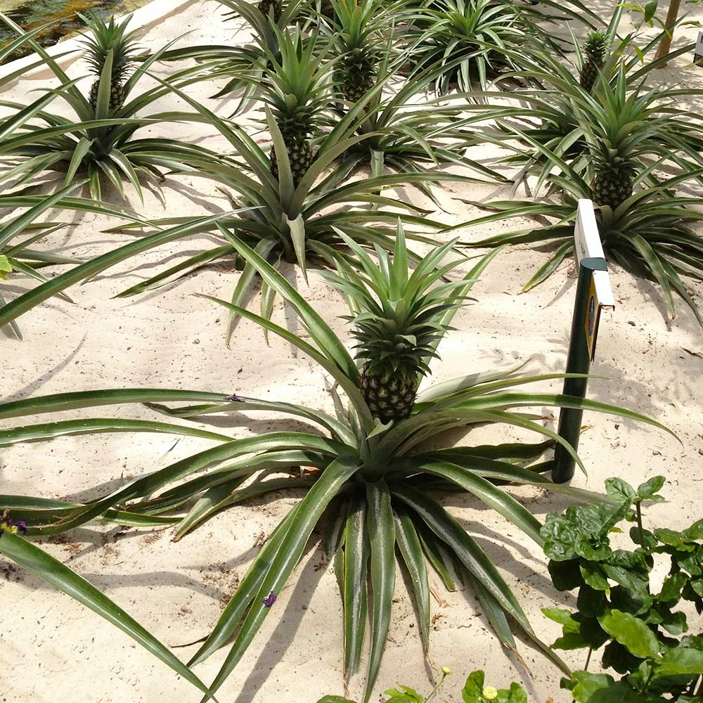 Fast Growing Trees See All Fruit Trees Elite Gold Pineapple 5 Fast Growing Trees See All Fruit Trees Elite Gold Pineapple