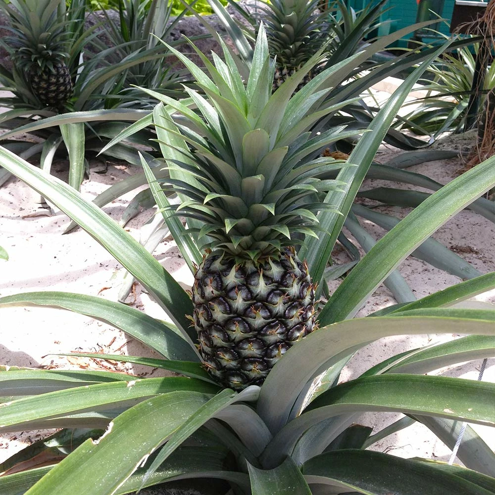 Fast Growing Trees See All Fruit Trees Elite Gold Pineapple 4 Fast Growing Trees See All Fruit Trees Elite Gold Pineapple