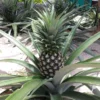 Fast Growing Trees See All Fruit Trees Elite Gold Pineapple