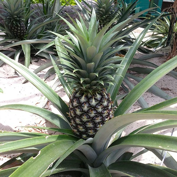 Fast Growing Trees See All Fruit Trees Elite Gold Pineapple 3 Fast Growing Trees See All Fruit Trees Elite Gold Pineapple