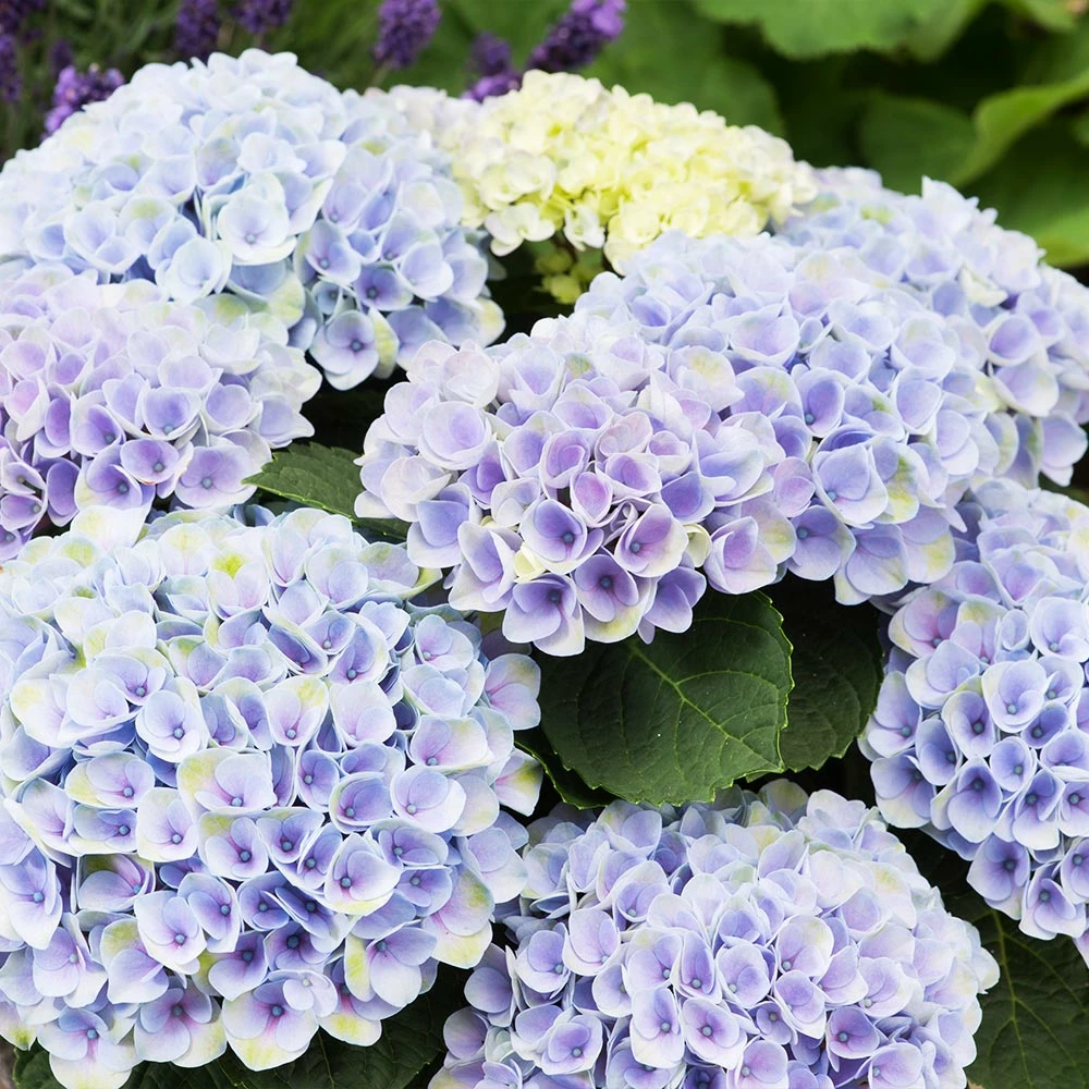 Fast Growing Trees Elizabeth Ashley Hydrangea Shrub Hydrangea Shrubs 5 Fast Growing Trees Elizabeth Ashley Hydrangea Shrub Hydrangea Shrubs