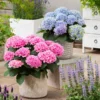 Fast Growing Trees Elizabeth Ashley Hydrangea Shrub Hydrangea Shrubs