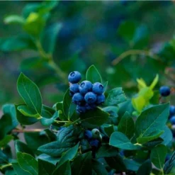 Fast Growing Trees Blueberry Bushes Elliot Blueberry Bush