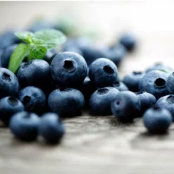 Fast Growing Trees Blueberry Bushes Elliot Blueberry Bush