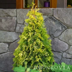 Fast Growing Trees Ember Waves® Western Arborvitae Tree