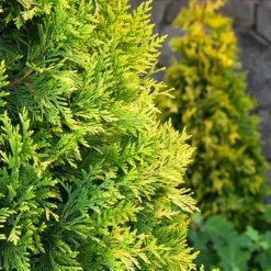 Fast Growing Trees Ember Waves® Western Arborvitae Tree