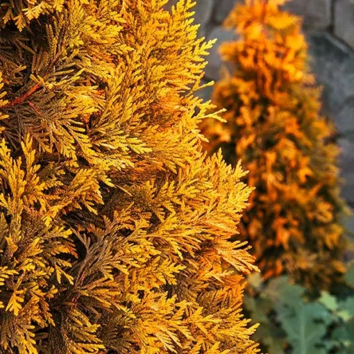 Fast Growing Trees Ember Waves® Western Arborvitae Tree 4 Fast Growing Trees Ember Waves® Western Arborvitae Tree