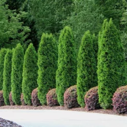 Fast Growing Trees Emerald Green Thuja Tree