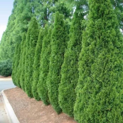 Fast Growing Trees Emerald Green Arborvitae