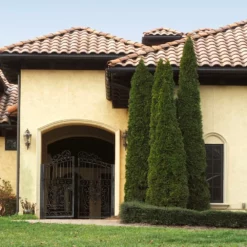 Fast Growing Trees Cool-Climate Privacy Kit 15 Fast Growing Trees Cool-Climate Privacy Kit