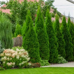 Fast Growing Trees Emerald Green Arborvitae