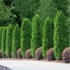 Fast Growing Trees Emerald Green Thuja Tree