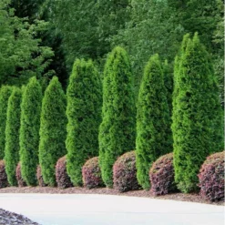 Fast Growing Trees Emerald Green Thuja Tree