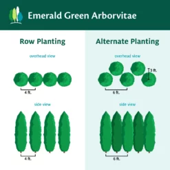Fast Growing Trees Emerald Green Arborvitae