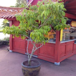 Fast Growing Trees Emperor Lychee Tree Tropical Fruit Trees 15 Fast Growing Trees Emperor Lychee Tree Tropical Fruit Trees