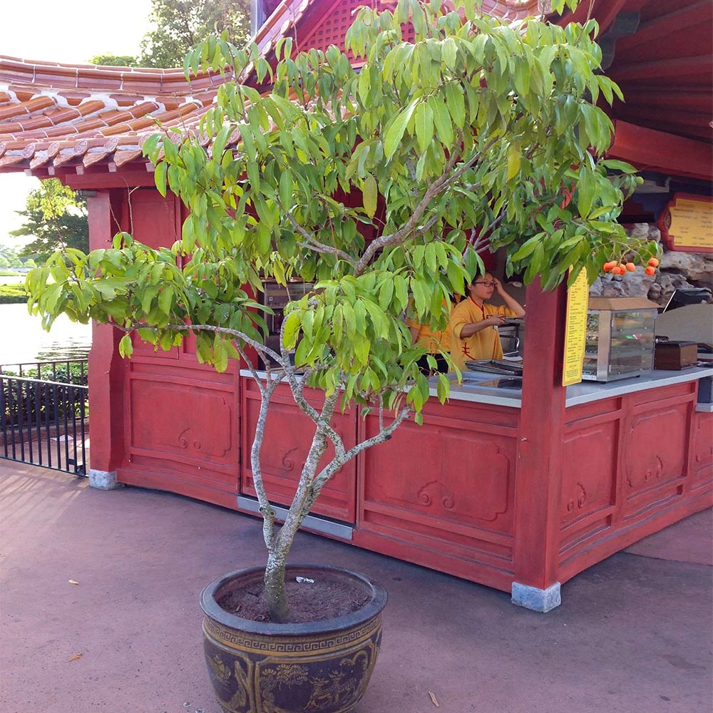 Fast Growing Trees Emperor Lychee Tree Tropical Fruit Trees 9 Fast Growing Trees Emperor Lychee Tree Tropical Fruit Trees