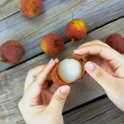 Fast Growing Trees Emperor Lychee Tree Tropical Fruit Trees 11 Fast Growing Trees Emperor Lychee Tree Tropical Fruit Trees