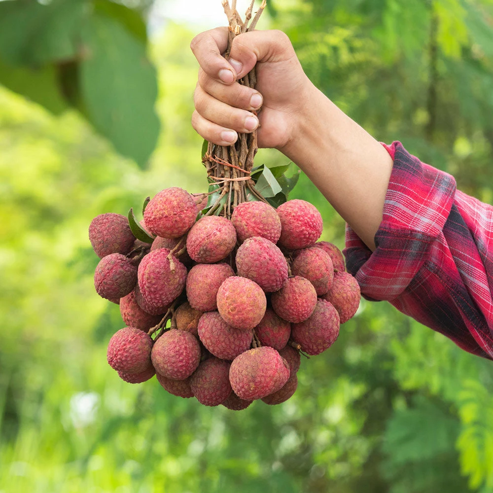 Fast Growing Trees Emperor Lychee Tree Tropical Fruit Trees 7 Fast Growing Trees Emperor Lychee Tree Tropical Fruit Trees