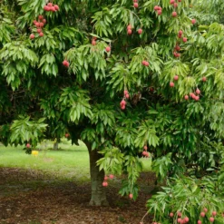 Fast Growing Trees Emperor Lychee Tree Tropical Fruit Trees 14 Fast Growing Trees Emperor Lychee Tree Tropical Fruit Trees