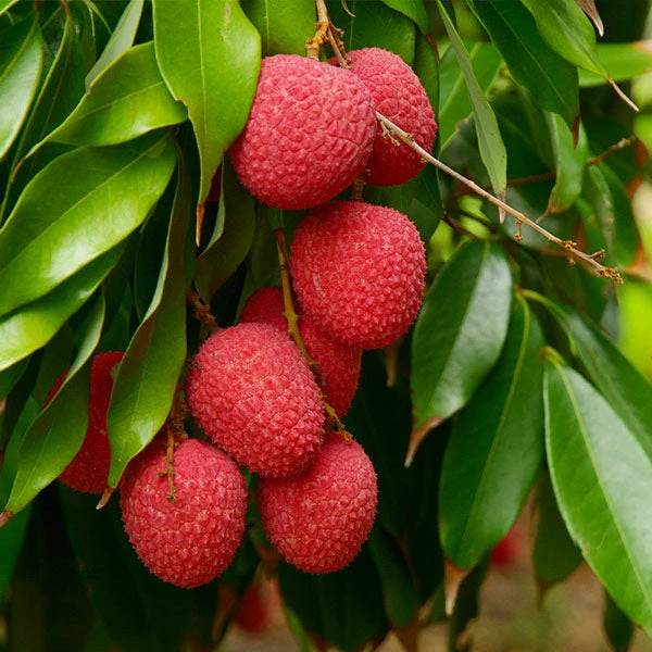 Fast Growing Trees Emperor Lychee Tree Tropical Fruit Trees 3 Fast Growing Trees Emperor Lychee Tree Tropical Fruit Trees