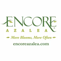 Fast Growing Trees Autumn Angel® Encore® Azalea