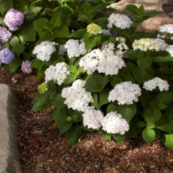 Fast Growing Trees Endless Summer® Blushing Bride Bigleaf Hydrangea Shrub 9 Fast Growing Trees Endless Summer® Blushing Bride Bigleaf Hydrangea Shrub