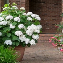 Fast Growing Trees Endless Summer® Blushing Bride Bigleaf Hydrangea Shrub 10 Fast Growing Trees Endless Summer® Blushing Bride Bigleaf Hydrangea Shrub