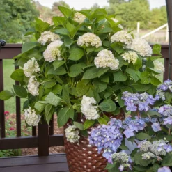 Fast Growing Trees Endless Summer® Blushing Bride Bigleaf Hydrangea Shrub 11 Fast Growing Trees Endless Summer® Blushing Bride Bigleaf Hydrangea Shrub