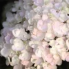 Fast Growing Trees Endless Summer® Blushing Bride Bigleaf Hydrangea Shrub