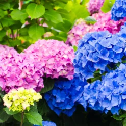 Fast Growing Trees Endless Summer® Hydrangea Shrub
