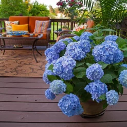 Fast Growing Trees Endless Summer® Hydrangea Shrub