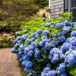 Fast Growing Trees Endless Summer® Hydrangea Shrub