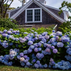 Fast Growing Trees Endless Summer® Hydrangea Shrub