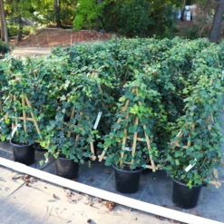 Fast Growing Trees English Ivy Vine See All Shrubs & Hedges