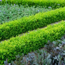 Fast Growing Trees English Boxwood Shrub