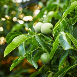 Fast Growing Trees Nut Trees English Walnut Tree