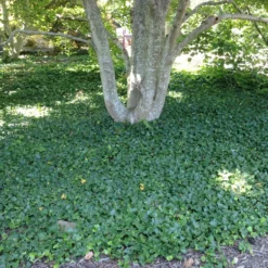 Fast Growing Trees English Ivy Vine See All Shrubs & Hedges