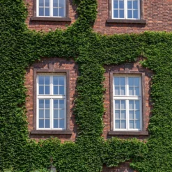 Fast Growing Trees English Ivy Vine See All Shrubs & Hedges