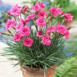 Fast Growing Trees Scent First® Eternity Dianthus Plant