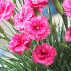 Fast Growing Trees Scent First® Eternity Dianthus Plant