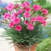 Fast Growing Trees Scent First® Eternity Dianthus Plant 2 Fast Growing Trees Scent First® Eternity Dianthus Plant