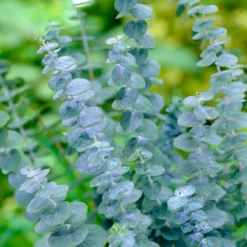 Fast Growing Trees See All Evergreen & Privacy Trees Eucalyptus Plant