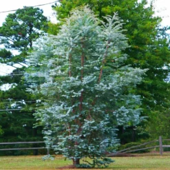 Fast Growing Trees See All Evergreen & Privacy Trees Eucalyptus Plant