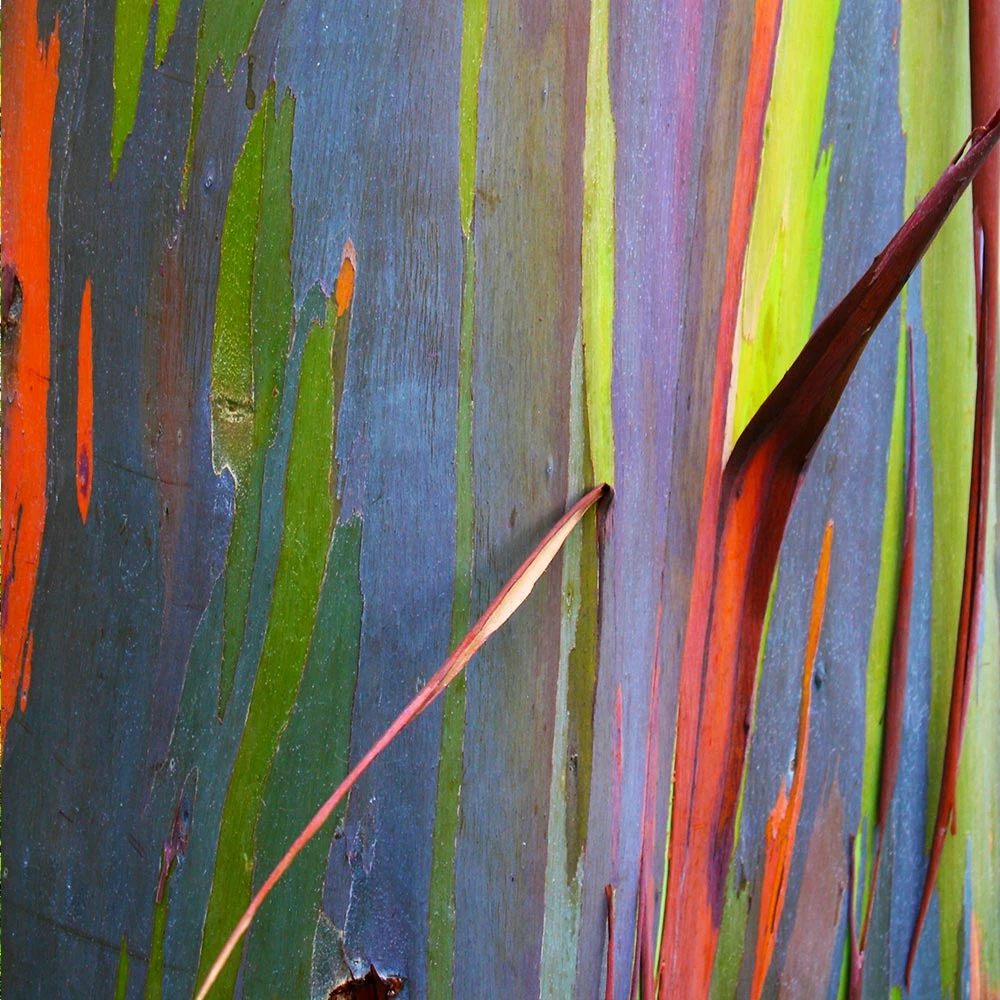 Fast Growing Trees See All Shade Trees Rainbow Eucalyptus Tree 5 Fast Growing Trees See All Shade Trees Rainbow Eucalyptus Tree