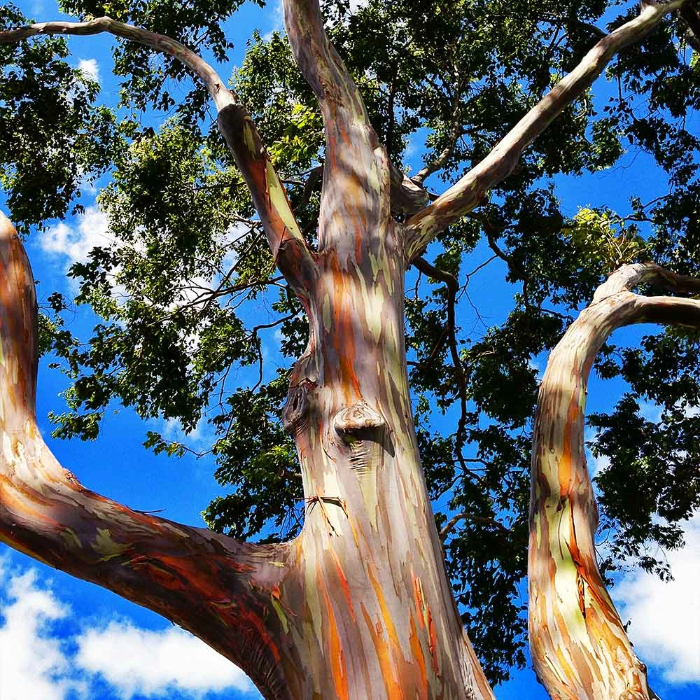 Fast Growing Trees See All Shade Trees Rainbow Eucalyptus Tree 6 Fast Growing Trees See All Shade Trees Rainbow Eucalyptus Tree