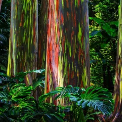 Fast Growing Trees See All Shade Trees Rainbow Eucalyptus Tree