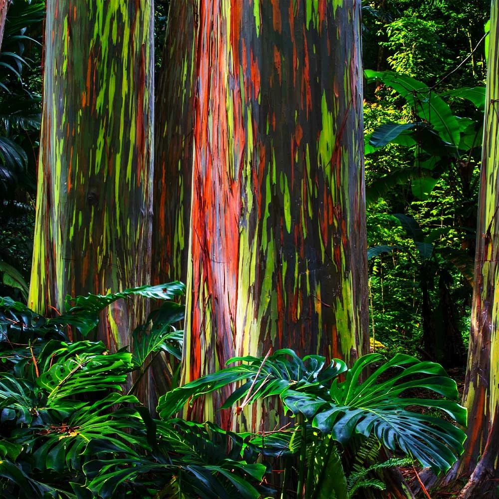 Fast Growing Trees See All Shade Trees Rainbow Eucalyptus Tree 4 Fast Growing Trees See All Shade Trees Rainbow Eucalyptus Tree