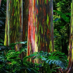 Fast Growing Trees See All Shade Trees Rainbow Eucalyptus Tree