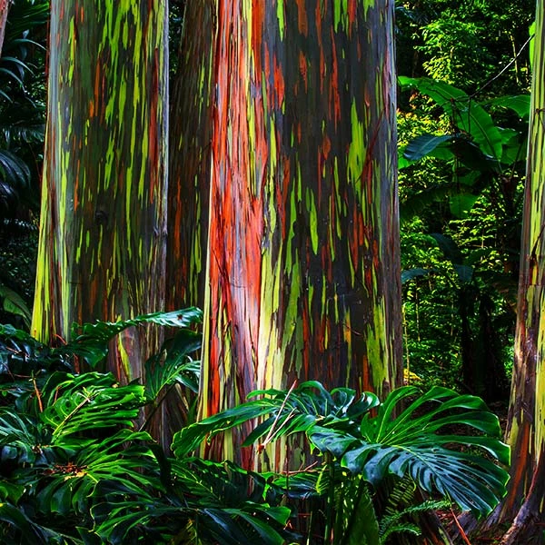 Fast Growing Trees See All Shade Trees Rainbow Eucalyptus Tree 3 Fast Growing Trees See All Shade Trees Rainbow Eucalyptus Tree