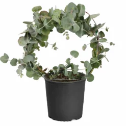 Fast Growing Trees Eucalyptus Wreath See All Shade Trees